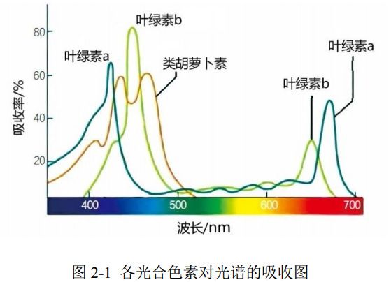 圖 2-1 各光合色素對(duì)光譜的吸收?qǐng)D